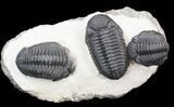 Three Large Pedinopariops Trilobites - Mrakib, Morocco #44521-1